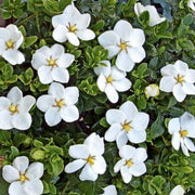 Gardenia Grandiflora Star Sydney's Plant Market